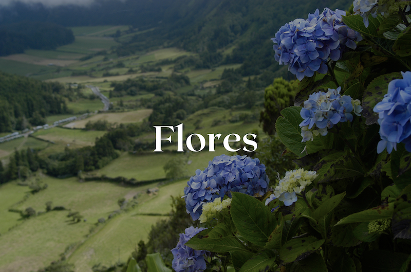 Hydrangeas in the Azores